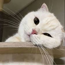 Hey There Cutie Join Our Group Happy Cats Sevimli Hayvan Yavrulari Sevimli Kediler Komik Hayvan