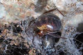 You would know if you had been bitten by a black widow spider, according to weber. False Widow Spiders How To Spot One And Do They Bite Manchester Evening News