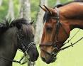 Photo de cheval et de poney