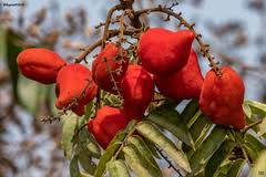 Image result for Rourea coccinea
