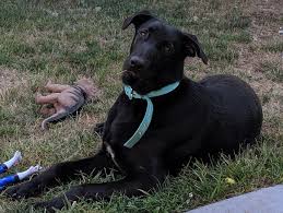 Maybe you would like to learn more about one of these? Labrador Retriever Puppies For Sale Vancouver Wa 306905