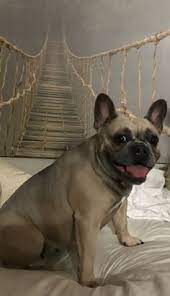 Maybe you would like to learn more about one of these? Fun Sources Fawn Sable French Bulldog