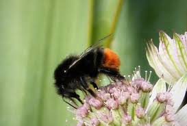 Image result for Bombus lapidarius