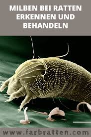Milben Bei Ratten Schnell Erkennen Und Richtig Behandeln Ratten Milben Haustiere