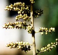 Image result for Polyscias fulva