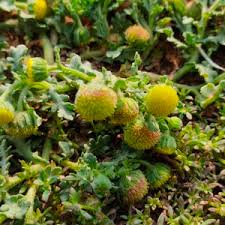 Image result for Grangea maderaspatana