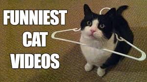 Try Not To Laugh Challenge Funny Cats Compilation Best Cat Videos 2016 Youtube