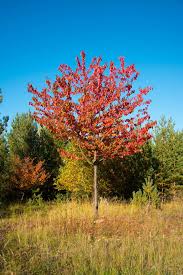 The fall foliage goes well with autumn leaves of large yezo mountain cherry tree in fron of hoheikan. Hd Wallpaper Cherry Trees Leaves Autumn Nature Cherry Sheets Fall Foliage Wallpaper Flare