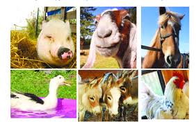 How do we create supportive alliances? Farm Animals Enliven Zoom Conferences Eagle News Online