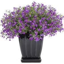 Image result for Lobelia uliginosa