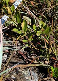 Image result for Myrica chimanimaniana