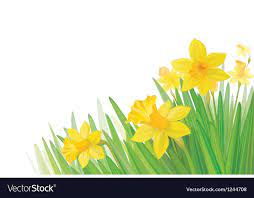 Daffodil Flowers Isolated Download A Free Preview Or High Quality Adobe Illustrator Ai Eps Pdf And High Resolution Jpeg Ve Daffodil Flower Daffodils Flowers