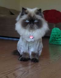 Little daisy the cat is proof that it is not about size but about the attitude as she prowls the kitchen floor thinking she is 'the lion cut has rekindled the popularity of her kitten days.' on the prowl: Pin On So Cute