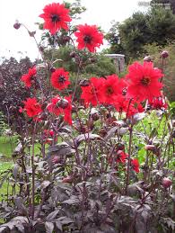 Image result for Dahlia sp. (cultivar)