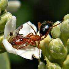 Despite all these drawbacks, there are instances in which ants are pollinators. Ant Influences On Pollination And Some Other Plant Services Maryland Agronomy News