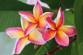 Plumeria Kona Sunset Plumeria Plumeria Flowers Frangipani