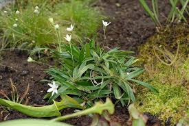 Image result for Velloziaceae