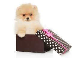 The remarkable simplicity of the design allows you to securely stack the boxes for efficiency, yet access your shoes with ease. Pomeranian Spitz Puppy In A Gift Box Stock Image Image Of Brow Little 164332541