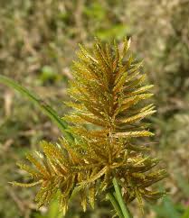 Image result for Cyperus platycaulis
