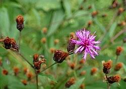 Image result for Vernonia griseopapposa
