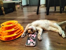 Our little Ollie has found his forever home with Siddhina & family ✨ From  waiting for love to living his best cozy life, this is what adoption looks  like 💛 Every adopted