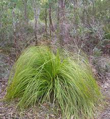 Image result for Rungia grandis