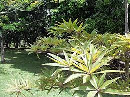 Image result for Terminalia boivinii