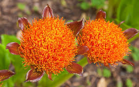 Image result for Scadoxus puniceus