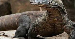 I think the duke made his announcement because he wanted to get out of dodge, willie said. Komodo Dragon Kills 8 Year Old Boy Cbs News