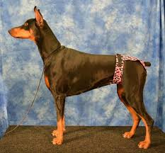 May 07, 2019 · top ways to minimize dog odor in your home. How To Keep Your House Clean When Your Dog Is In Heat Cupid Dogs