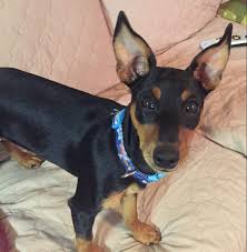 Find miniature pinscher dogs and puppies from maryland breeders. Miniature Pinscher Minpin Puppy For Adoption Near Baltimore And Washington Dc