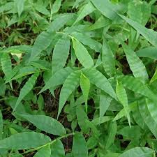 Image result for Oplismenus undulatifolius