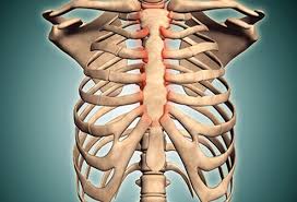Several flat curved ribs are seen. Costochondritis Treatment Symptoms Causes Recovery Times
