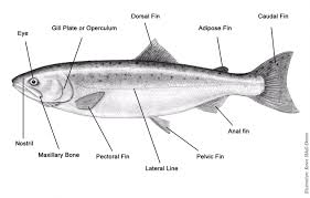 Thus, prior to the present work the material of c. Angler Fish Anatomy Anatomy Drawing Diagram