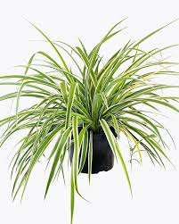 Image result for Chlorophytum stolzii