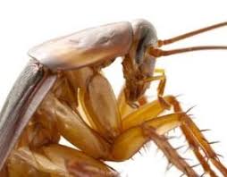 Mit unseren 10 hausmitteln vertreiben sie die lästigen blattläuse [foto: Spinnen Bekampfen Vertreiben Mittel Gegen Spinnen Im Haus