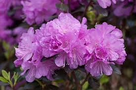 Amy Cotta Rhododendron Rhododendron Flowers Are Like Big Colorful Trumpets That Welcome Spring With Festive Fanf Pink Spring Flowers Flowers Purple Flowers