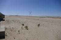 Image result for Lophiocarpaceae