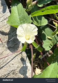 Image result for Aniseia martinicensis