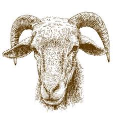 Lammetje tekenen makkelijk / de klinker beweegt, doet tekeningen om na te tekenen makkelijk dieren is important information accompanied by photo and hd pictures sourced from all. De Vector Antieke Illustratie Van De Gravuretekening Van Schapen Die Op Witte Achtergrond Wordt Geisoleerd Royalty Vrije Cliparts Vectoren En Stock Illustratie Image 90791515