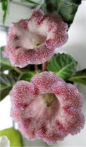 Pin On Plants