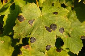 Areas often enlarge killing the entire leaf. Why Does My Maple Tree Have Black Spots On The Leaves Myfancyhouse Com