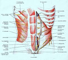 Laparoscopic Hysterectomy Intechopen