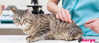 Bagi klinik veterinar kerajaan adalah bertempat di pejabat perkhidmatan veterinar setiap daerah di negeri selangor dan ibu pejabat jabatan perkhdimatan veterinar negeri selangor di shah alam. Jenis Dan Update Kisaran Biaya Vaksin Kucing Daftar Harga Tarif