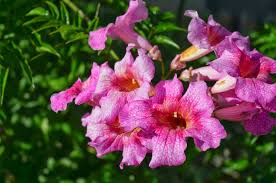 The usda hardiness zone 8 runs like a ribbon around the u.s. Pink Trumpet Vine Podranea Ricasoliana Can Be Grown As A Vine Or Sprawling Shrub Can Be Grown In Zones 8 11 This Fa Trumpet Vine Planting Flowers Plants