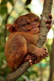 Primati Tarsio Delle Filippine Carlito Syrichta Ex Tarsius Syrichta Cute Animals Animals Unusual Animals