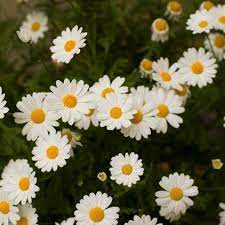 Black Eiffel 7 1 10 Daisy Love Happy Flowers Natural Background