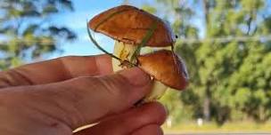 Winter Wild Mushroom Hunt June 20th 2026