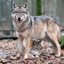Simensis) inhabits the highlands of ethiopia; Wolf Im Taunus Unterwegs Labor Bestatigt Verdacht Wiesbaden