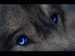 Blue Eyed Wolf Desktop Nexus Wallpapers Wolf With Blue Eyes Wolf With Red Eyes Wolf Eyes
